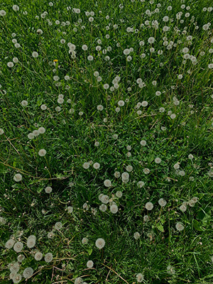 picture of lawn covered in dandelions that could benefit froma treatment of Fiesta Weed Killer